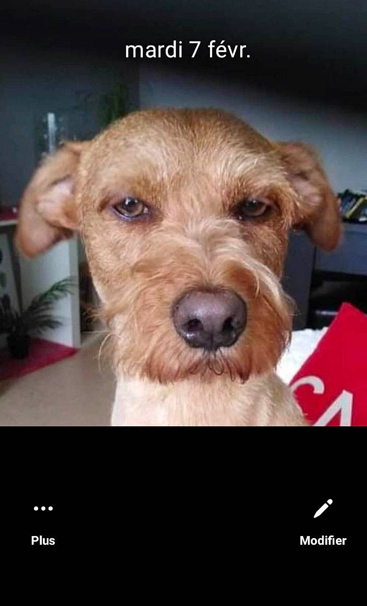 Booba a rejoint le concours — aidez-le/la à gagner de superbes lots ! canidae, carnivore, companion_dog, dog, dog_breed, fur, houseplant, photo_caption, screenshot, snout, sporting_group, working_animal