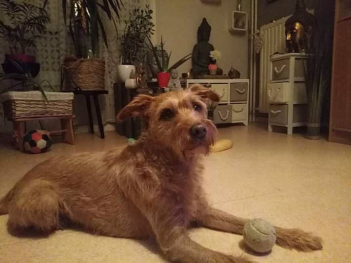 Booba participe au concours pour gagner de l'argent avec cette photo : carnivore, companion_dog, dog, dog_breed, dog_supply, fawn, flooring, flowerpot, fur, houseplant, liver, picture_frame, plant, small_terrier, snout, terrier, toy_dog, tree, working_animal, working_terrier