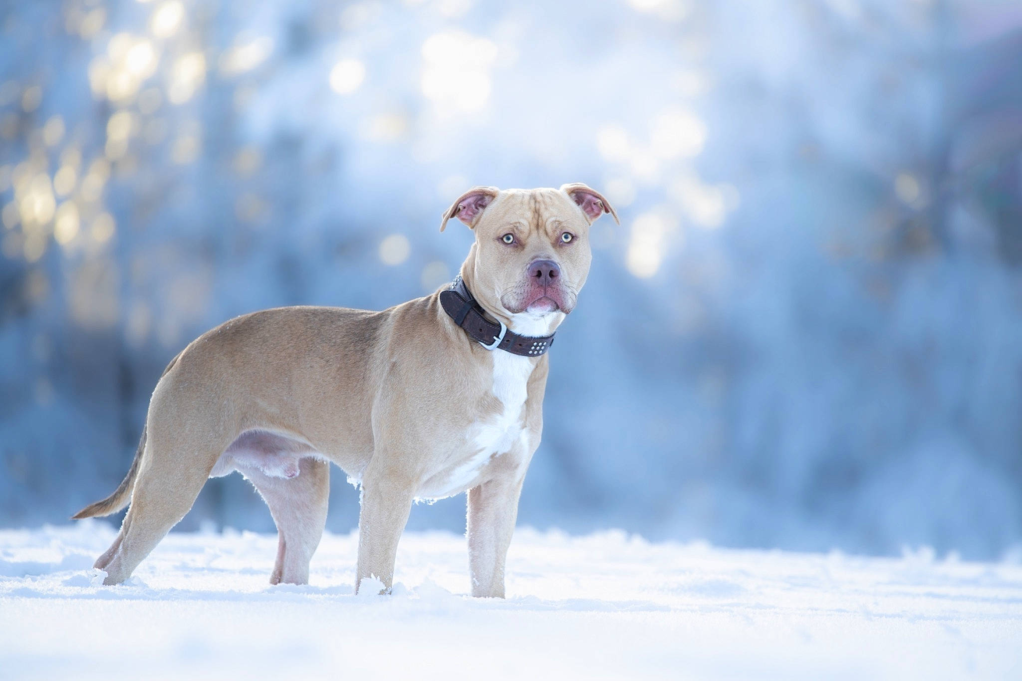 Tyson participe au concours pour gagner de l'argent avec cette photo : canidae, carnivore, collar, companion_dog, dog, dog_breed, dog_collar, dog_supply, fawn, freezing, hunting_dog, non_sporting_group, pet_supply, snow, sporting_group, tail, winter, working_animal