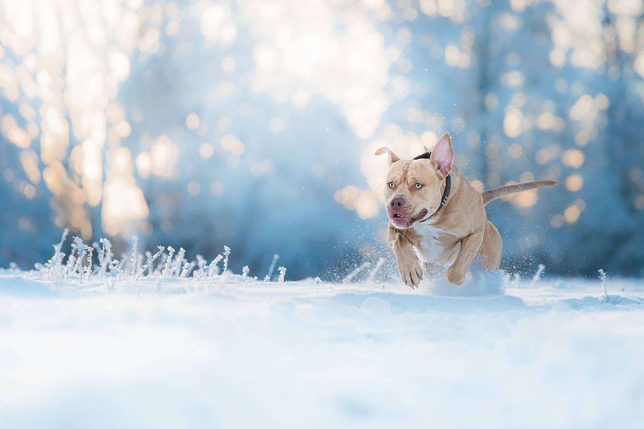 Tyson participe au concours pour gagner de l'argent avec cette photo : canidae, carnivore, cloud, companion_dog, dog, dog_breed, dog_supply, fawn, freezing, fur, glacial_landform, ice_cap, natural_landscape, plant, sky, snow, sporting_group, tail, tree, winter