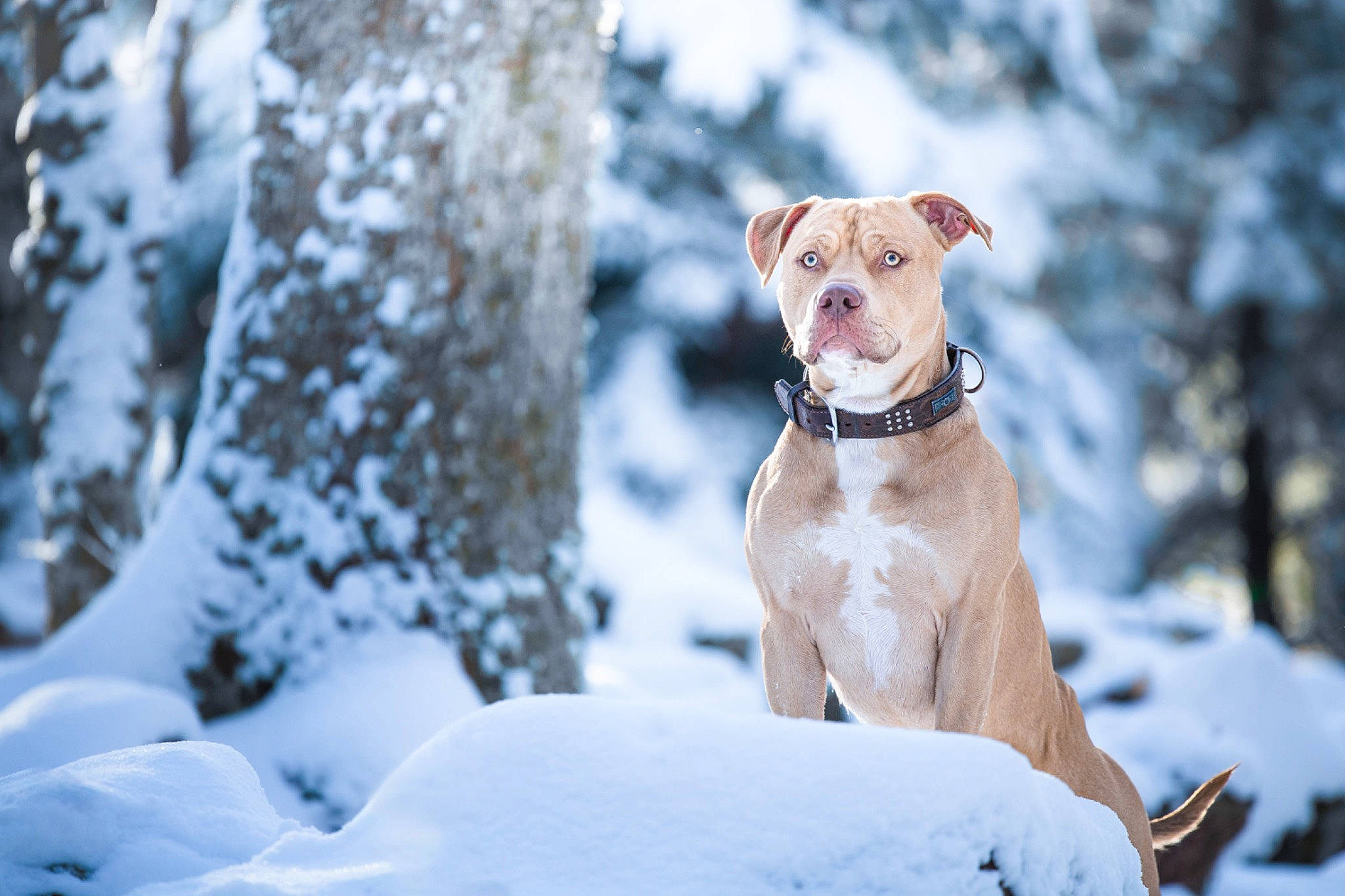 Tyson a rejoint le concours — aidez-le/la à gagner de superbes lots ! carnivore, cloud, collar, companion_dog, dog, dog_breed, dog_collar, dog_supply, fawn, freezing, fur, pet_supply, precipitation, snow, tail, tree, twig, whiskers, winter, wood