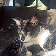Smudge joined the competition — help win amazing prizes! cat, black_and_white, yellow_eyes, whiskers, couch, sunlight, indoor, relaxed, pet, feline, fur, home, window, curtains, lamp, shadow, closeup, portrait, resting, cozy