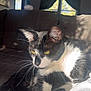 cat, black_and_white, yellow_eyes, whiskers, couch, sunlight, indoor, relaxed, pet, feline, fur, home, window, curtains, lamp, shadow, closeup, portrait, resting, cozy