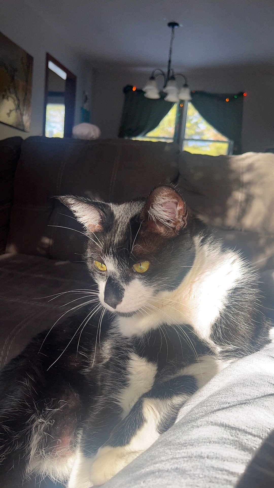 Smudge joined the competition — help win amazing prizes! cat, black_and_white, yellow_eyes, whiskers, couch, sunlight, indoor, relaxed, pet, feline, fur, home, window, curtains, lamp, shadow, closeup, portrait, resting, cozy