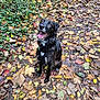 dog, black_dog, happy, autumn, leaves, outdoor, nature, fall, forest_floor, canine, pet, sitting, playful, tongue_out, collar, harness, wet, smiling, seasonal, woodland