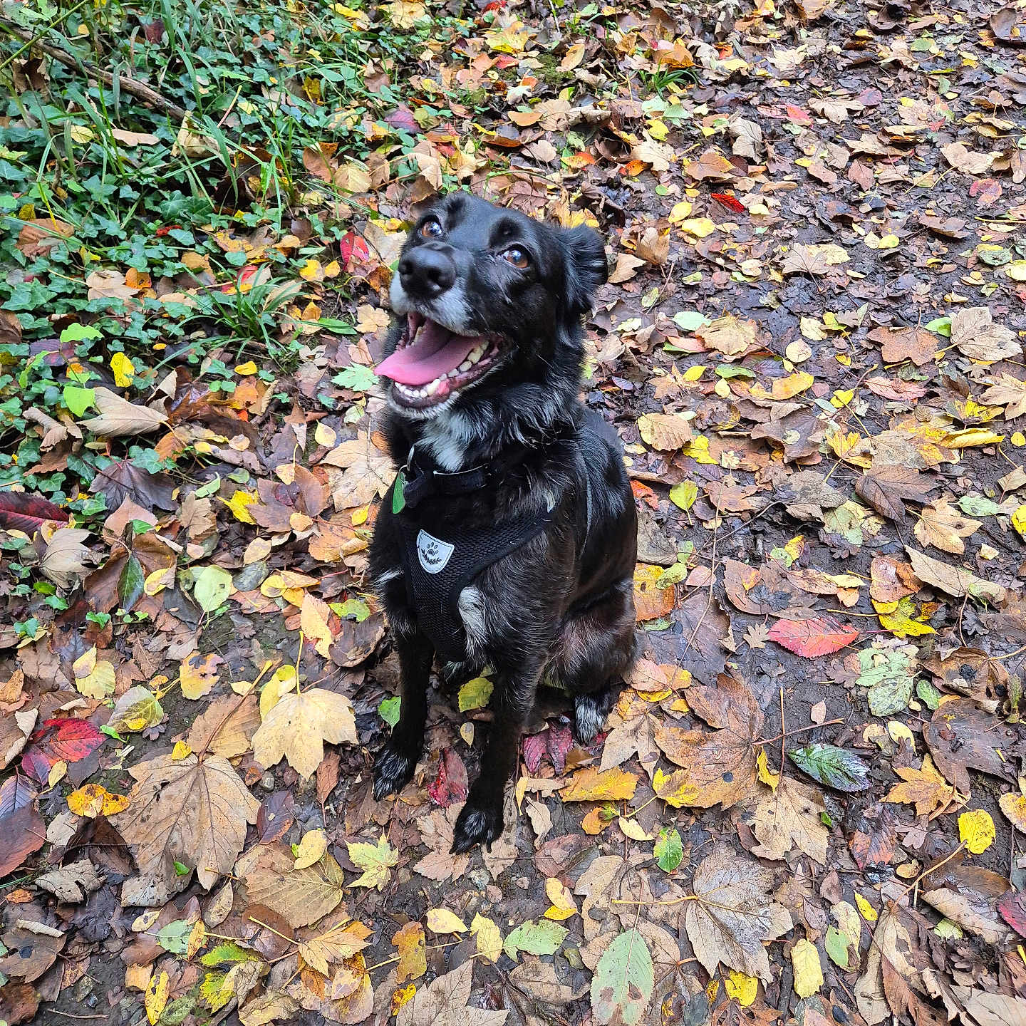 Runa a rejoint le concours — aidez-le/la à gagner de superbes lots ! autumn, black_dog, canine, collar, dog, fall, forest_floor, happy, harness, leaves, nature, outdoor, pet, playful, seasonal, sitting, smiling, tongue_out, wet, woodland