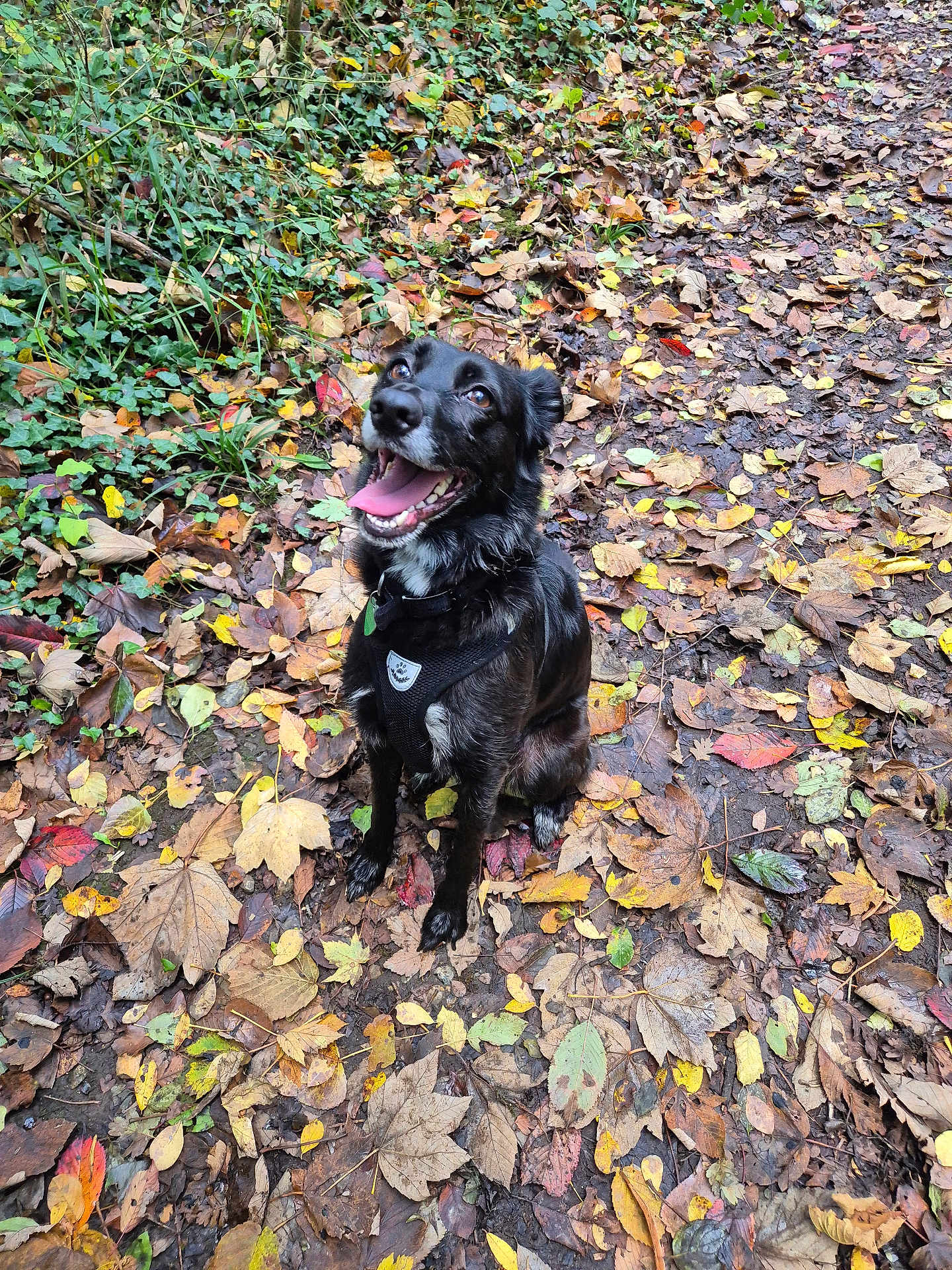 Runa a rejoint le concours — aidez-le/la à gagner de superbes lots ! dog, black_dog, happy, autumn, leaves, outdoor, nature, fall, forest_floor, canine, pet, sitting, playful, tongue_out, collar, harness, wet, smiling, seasonal, woodland