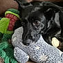dog, black_dog, stuffed_toy, plush_toy, green_toy, gray_toy, close_up, indoor, resting, pet, animal, fur, snout, ears, brown_eyes, couch, soft_texture, comfort, relaxation, home
