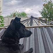 Runa a rejoint le concours — aidez-le/la à gagner de superbes lots ! dog, black_dog, hammock, outdoor, garden, plants, grass, cloudy_sky, fence, tree, leaves, animal, pet, relaxing, backyard, nature, summer, daytime, resting, canine