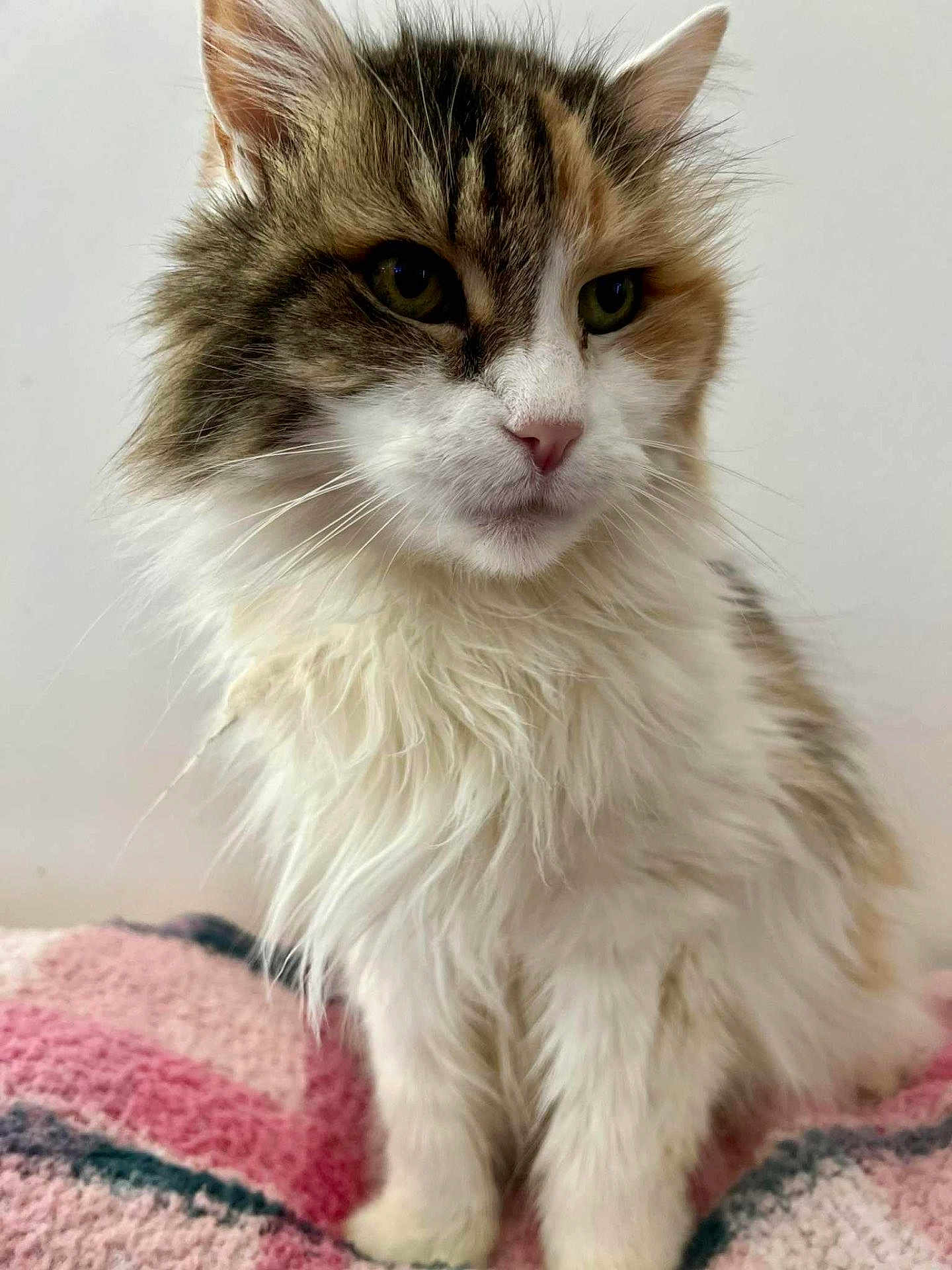 Rosalie is registered to the contest to win money with this photo: cat, fluffy, long_hair, white_fur, brown_fur, orange_fur, pet, animal, indoor, blanket, knitted, cozy, cute, sitting, portrait, whiskers, ears, paws, feline, calm