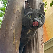 Kofi joined the competition — help win amazing prizes! cat, gray_cat, tree, tree_trunk, tongue_out, curious, outdoor, nature, animal, pet, green_leaves, bark, close_up, feline, whiskers, ears, paw, daylight, background_blur, building