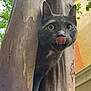 cat, gray_cat, tree, tree_trunk, tongue_out, curious, outdoor, nature, animal, pet, green_leaves, bark, close_up, feline, whiskers, ears, paw, daylight, background_blur, building