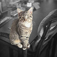 Tiger joined the competition — help win amazing prizes! cat, tabby_cat, indoor, table, chair, furniture, pet, animal, curious, sitting, whiskers, fur, domestic_cat, looking, mammal, cute, young_cat, eyes, portrait, household