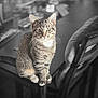 cat, tabby_cat, indoor, table, chair, furniture, pet, animal, curious, sitting, whiskers, fur, domestic_cat, looking, mammal, cute, young_cat, eyes, portrait, household