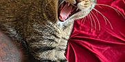 Tiger joined the competition — help win amazing prizes! cat, tabby, yawning, stretching, paw, whiskers, teeth, tattoo, arm, red_blanket, leopard_print, fur, pet, indoor, animal, relaxing, closeup, cute, feline, sleepy