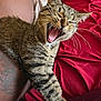 Tiger is registered to the contest to win money with this photo: cat, tabby, yawning, stretching, paw, whiskers, teeth, tattoo, arm, red_blanket, leopard_print, fur, pet, indoor, animal, relaxing, closeup, cute, feline, sleepy