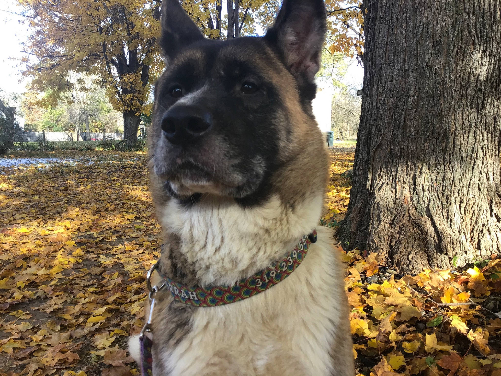 Farrah is registered to the contest to win money with this photo: akita, black_norwegian_elkhound, canidae, carnivore, dog, dog_breed, east_european_shepherd, german_shepherd_dog, king_shepherd, mammal, norwegian_elkhound, old_german_shepherd_dog, plant, rare_breed_dog, shiloh_shepherd_dog, snout, tree, vertebrate