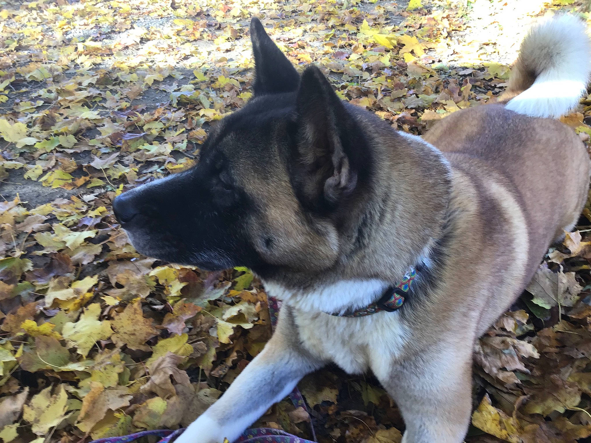 Farrah joined the competition — help win amazing prizes! akita, black_norwegian_elkhound, canidae, carnivore, dog, dog_breed, east_siberian_laika, fawn, hound, jamthund, mammal, norwegian_buhund, norwegian_elkhound, rare_breed_dog, shikoku, siberian_husky, snout, vertebrate, west_siberian_laika