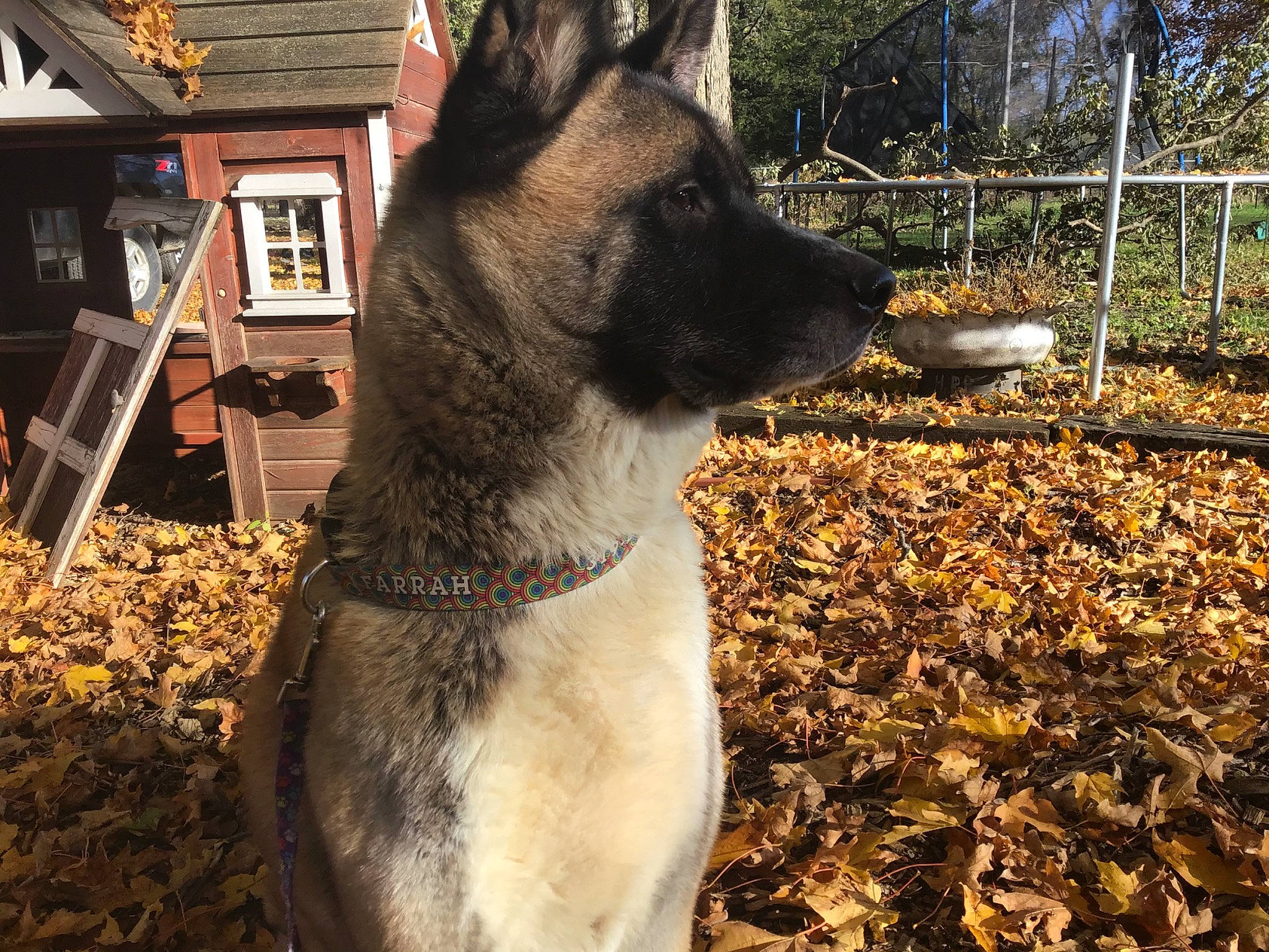 Farrah is registered to the contest to win money with this photo: akita, black_norwegian_elkhound, canidae, carnivore, dog, dog_breed, east_european_shepherd, fawn, leaf, mammal, norwegian_elkhound, plant, shiloh_shepherd_dog, snout, tree, vertebrate