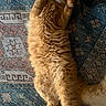 Ryder joined the competition — help win amazing prizes! cat, orange_cat, fluffy, furry, pet, animal, lying_down, on_back, paws_up, tail, indoor, rug, patterned_rug, tile_floor, home, cozy, relaxed, sleepy, playful, portrait