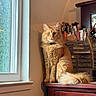 cat, ginger_cat, fluffy, long_hair, pet, animal, sitting, portrait, indoors, window, sunlight, makeup, cosmetics, makeup_brushes, dresser, wooden_furniture, home, collar, tail, whiskers