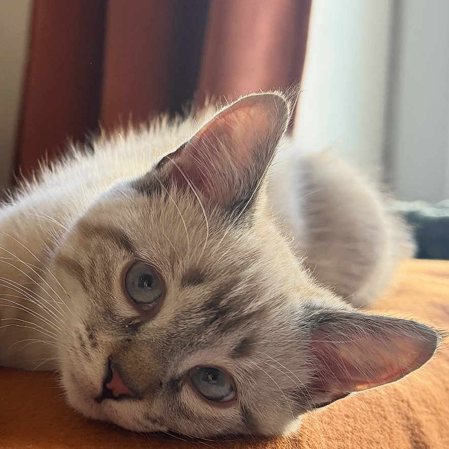 Baya