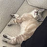 Baya participe au concours pour gagner de l'argent avec cette photo : cat, kitten, pet, animal, cream_colored, short_hair, lying_down, upside_down, couch, sofa, textured_fabric, indoor, home, relaxed, sleepy, playful, paws, tail, portrait, cozy