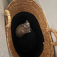 Baya participe au concours pour gagner de l'argent avec cette photo : kitten, cat, pet, animal, sleepy, curled_up, basket, woven_basket, cozy, indoor, home, cushion, black_cushion, brown, gray, feline, resting, small, cute, portrait