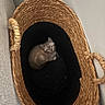 animal, basket, black_cushion, brown, cat, cozy, curled_up, cushion, cute, feline, gray, home, indoor, kitten, pet, portrait, resting, sleepy, small, woven_basket