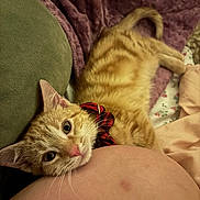 Cheerio is registered to the contest to win money with this photo: cat, orange_tabby, collar, red_collar, bed, blanket, cushion, fur, whiskers, pink_nose, resting, indoor, cozy, closeup, pet, relaxing, comfort, sleepy, animal, cute