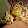cat, orange_tabby, collar, red_collar, bed, blanket, cushion, fur, whiskers, pink_nose, resting, indoor, cozy, closeup, pet, relaxing, comfort, sleepy, animal, cute
