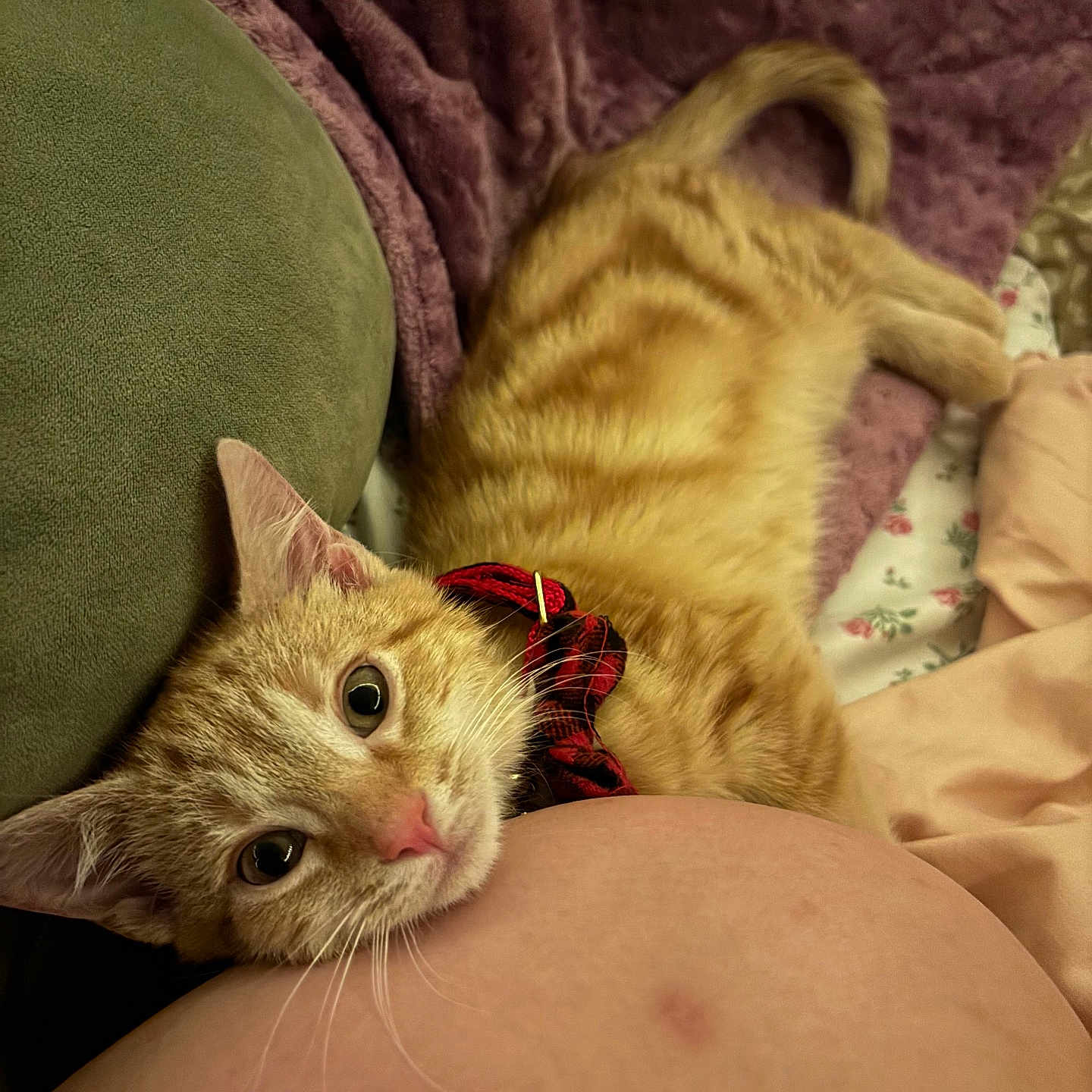 Cheerio is registered to the contest to win money with this photo: animal, bed, blanket, cat, closeup, collar, comfort, cozy, cushion, cute, fur, indoor, orange_tabby, pet, pink_nose, red_collar, relaxing, resting, sleepy, whiskers