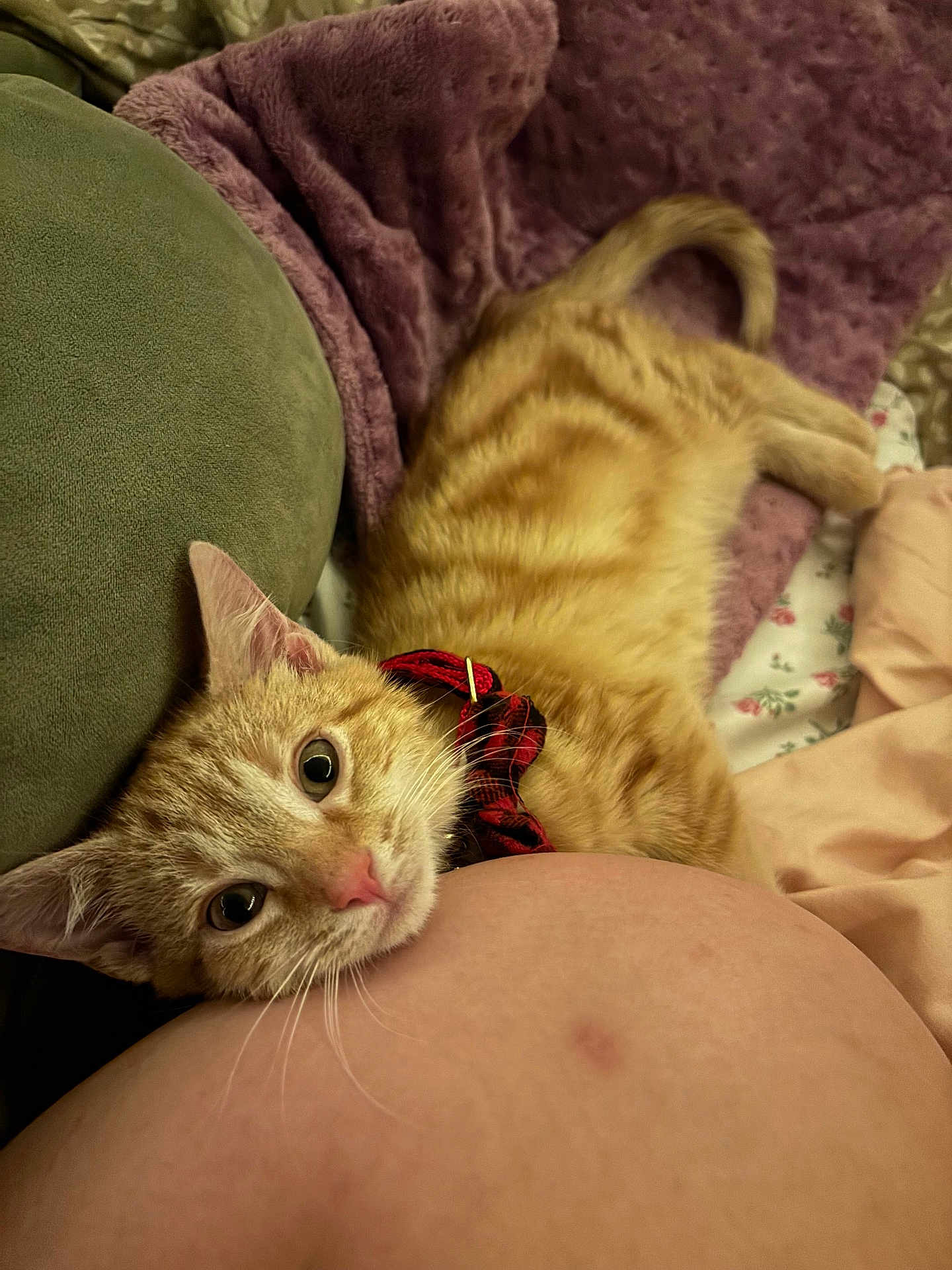 Cheerio is registered to the contest to win money with this photo: cat, orange_tabby, collar, red_collar, bed, blanket, cushion, fur, whiskers, pink_nose, resting, indoor, cozy, closeup, pet, relaxing, comfort, sleepy, animal, cute