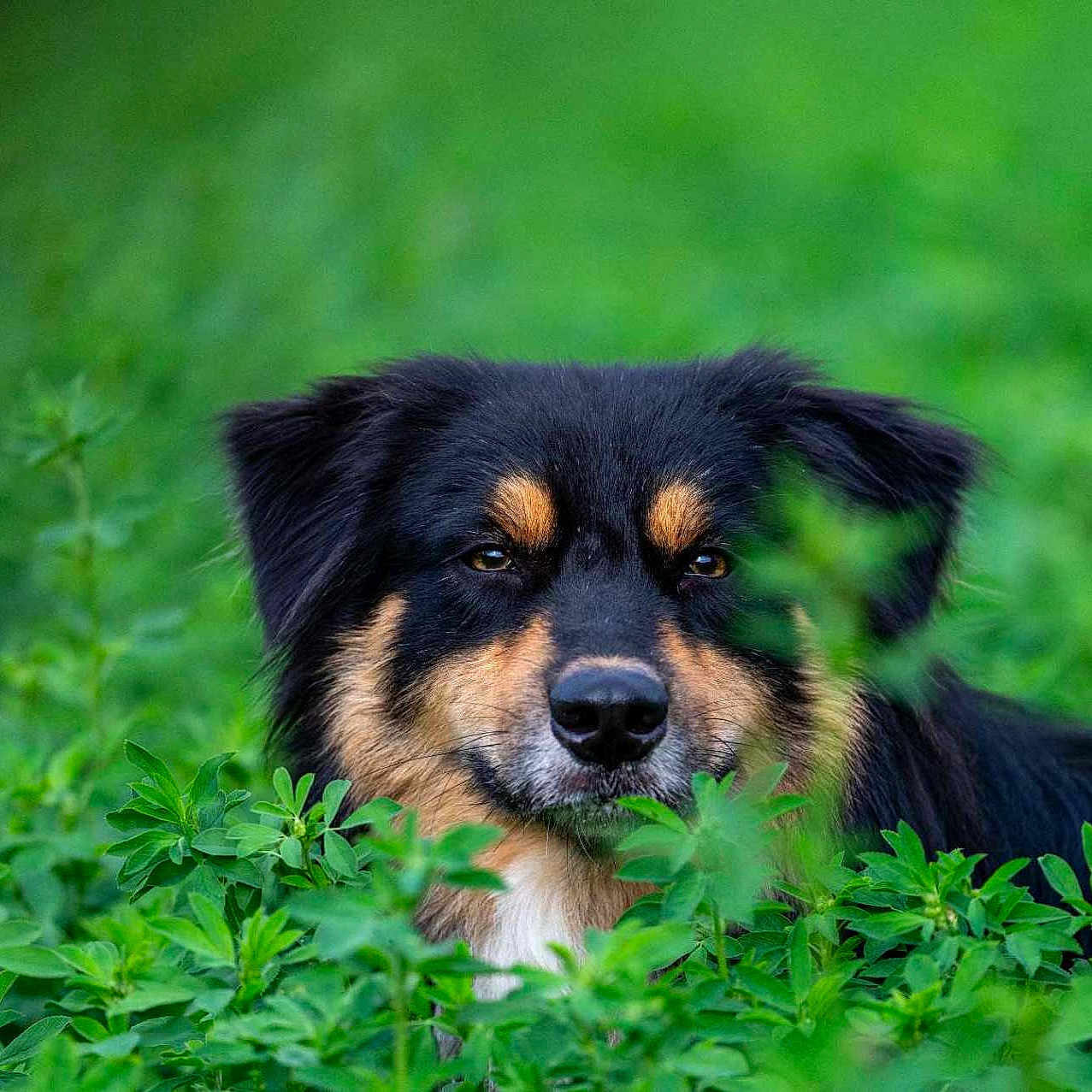 Tipy a rejoint le concours — aidez-le/la à gagner de superbes lots ! animal, black_fur, calm, canine, closeup, dog, ears, eyes, flora, fur, grass, greenery, nature, outdoor, pet, plants, portrait, snout, tan_fur, wildlife
