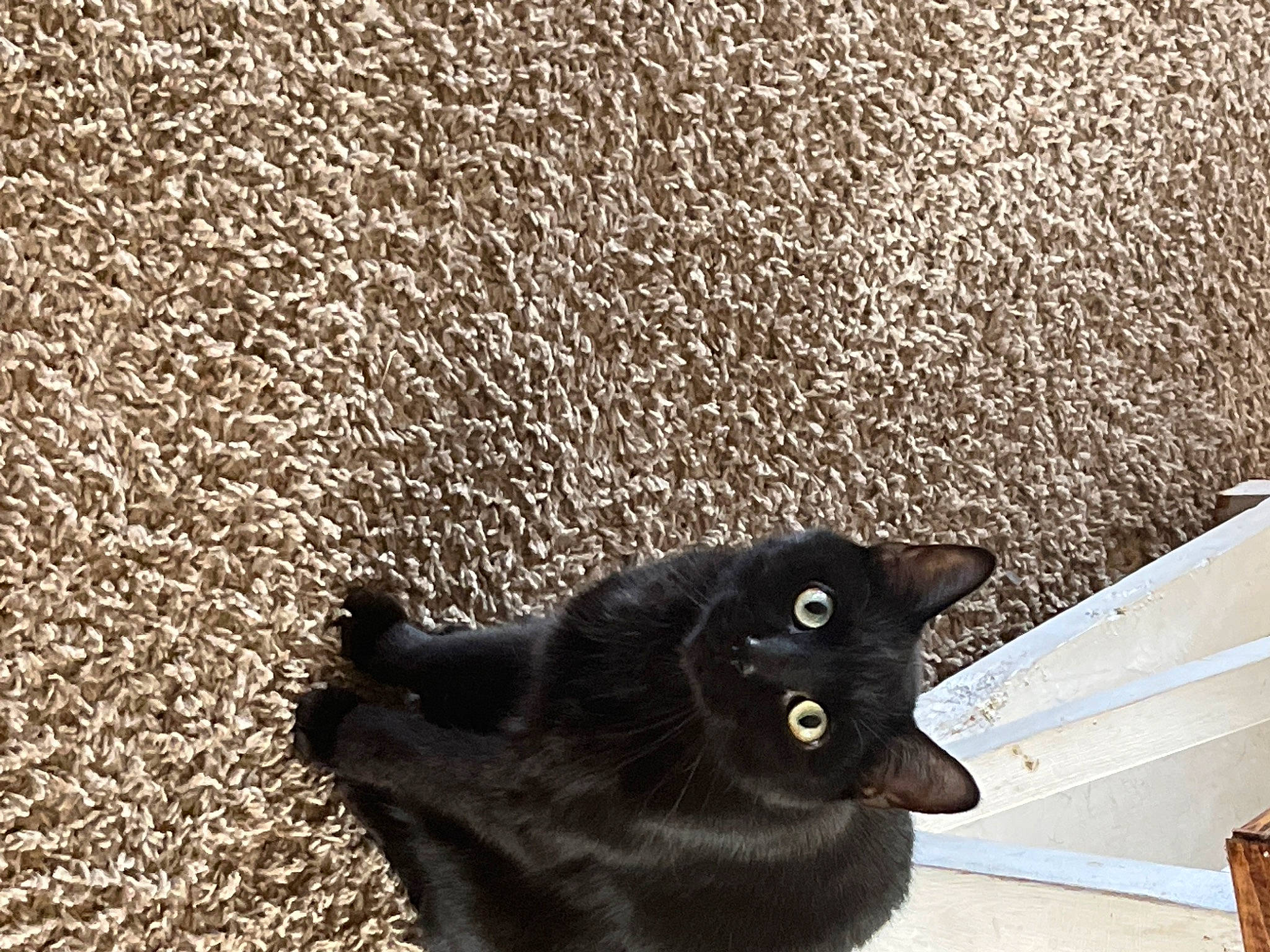 Severus joined the competition — help win amazing prizes! asphalt, black_cat, bombay, carnivore, cat, domestic_short_haired_cat, felidae, flooring, fur, grass, grey, plant, road_surface, shadow, small_to_medium_sized_cats, snout, soil, tail, tints_and_shades, whiskers