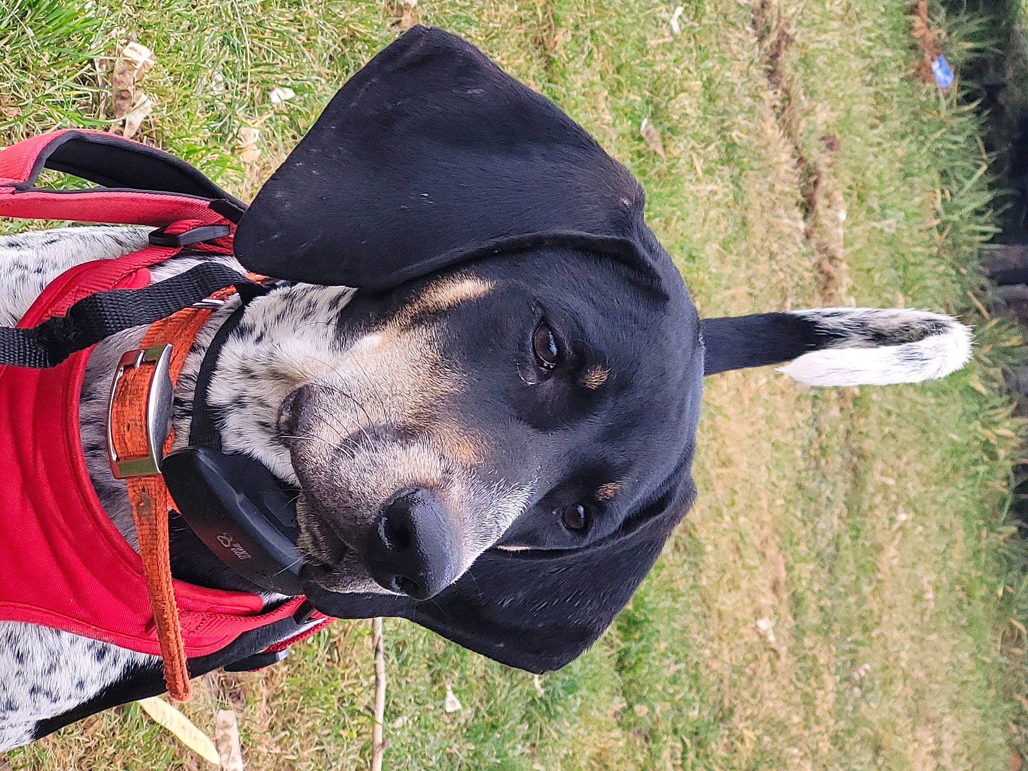 Daisy joined the competition — help win amazing prizes! adventure, backpack, canidae, carmine, carnivore, collar, costume_hat, dog, dog_breed, dog_clothes, dog_supply, fashion_accessory, grass, hat, personal_protective_equipment, plant, recreation, snout, sporting_group, working_animal