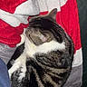 Ramses a rejoint le concours — aidez-le/la à gagner de superbes lots ! cat, tabby_cat, curled_up, sleeping, blanket, red_blanket, white_blanket, gray_blanket, couch, furniture, cozy, indoor, pet, fur, striped, resting, domestic_cat, animal, cute, relaxed