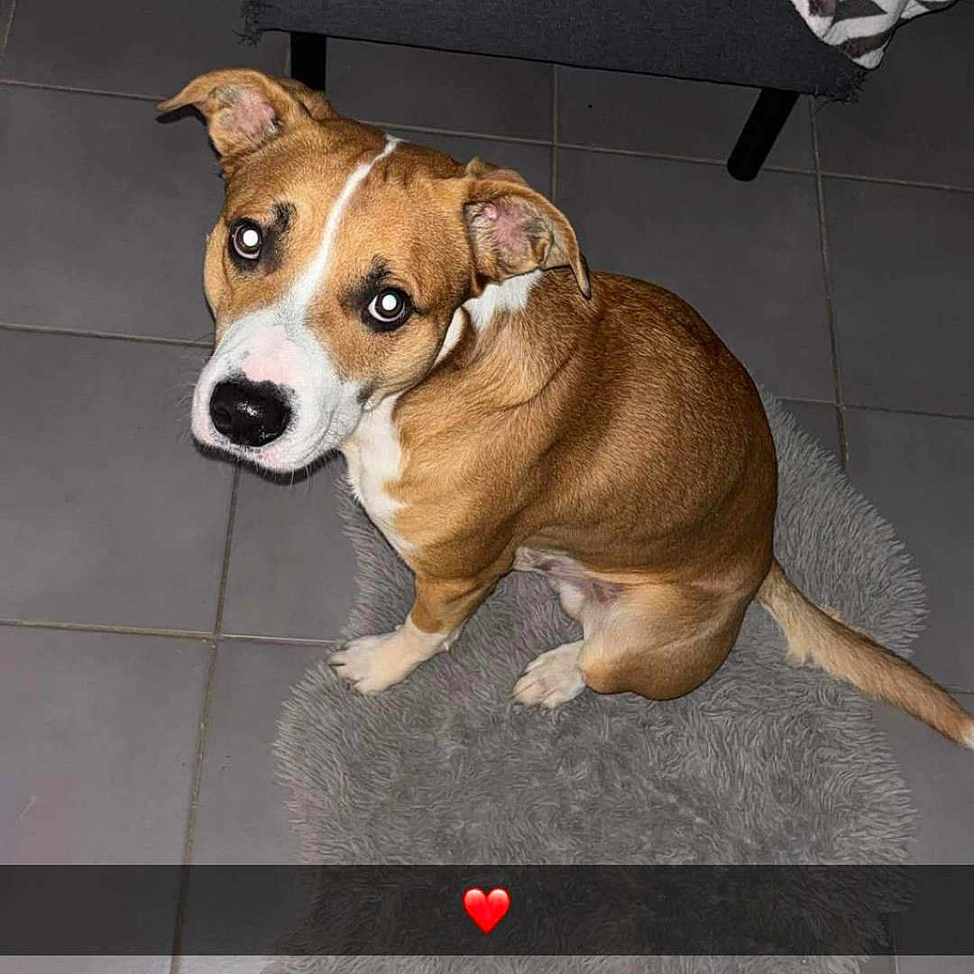 Ramses participe au concours pour gagner de l'argent avec cette photo : dog, brown_dog, white_markings, fluffy_rug, tiled_floor, looking_up, indoor, furniture, blanket, heart_emoji, pet, canine, flooring, cute, animal, domestic_animal, companion, sitting, expression, adorable