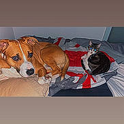 Avana participe au concours pour gagner de l'argent avec cette photo : dog, cat, bed, blanket, pillow, indoor, pet, resting, cozy, feline, canine, sleeping_area, animal, companion, domestic, fur, cute, relaxing, home, comfort