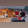 dog, cat, bed, blanket, pillow, indoor, pet, resting, cozy, feline, canine, sleeping_area, animal, companion, domestic, fur, cute, relaxing, home, comfort