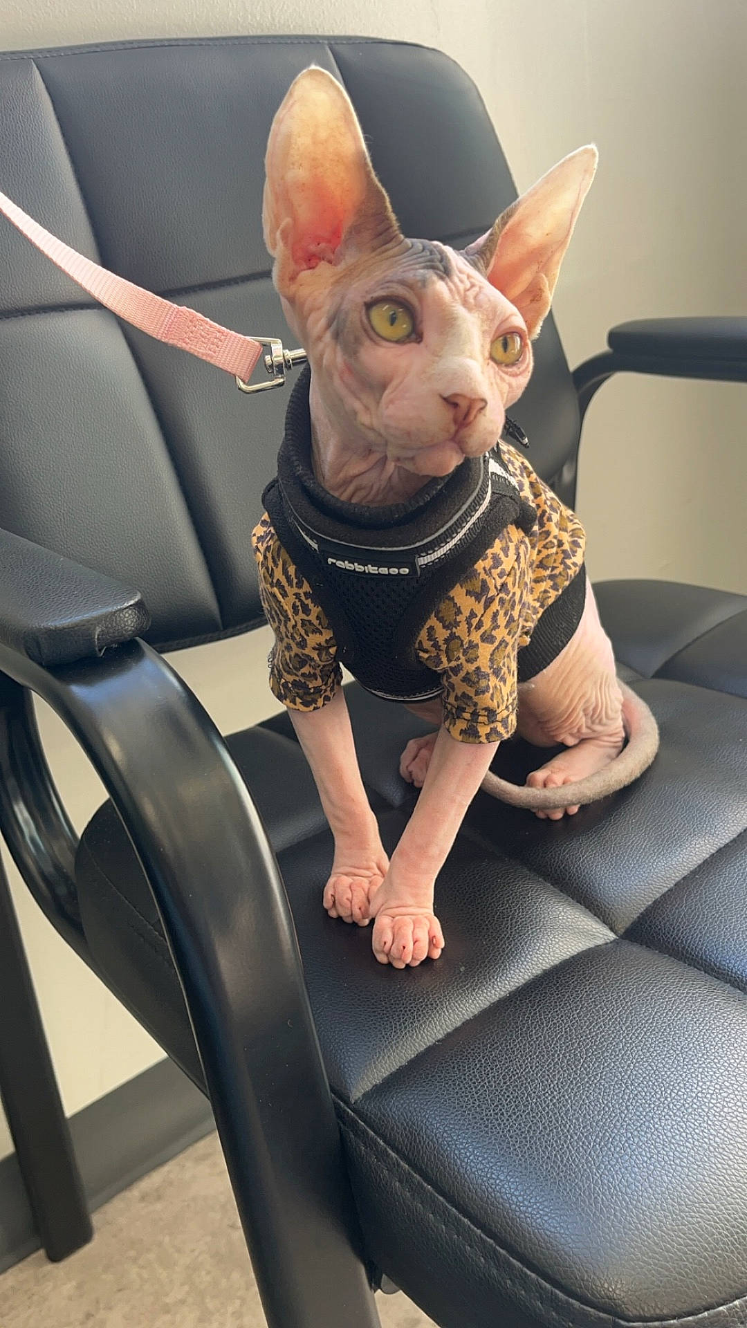 Quinn is registered to the contest to win money with this photo: abyssinian, accessories, animal, bulldog, canine, cat, chair, cushion, dog, face, furniture, head, homedecor, indoors, kitten, person, pet, photography, portrait, strap