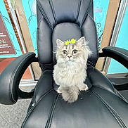 Casper joined the competition — help win amazing prizes! adorable, animal, background, black_leather_chair, bow, carpet, cat, curious, cute, feline, fluffy_cat, furniture, gray_cat, green_bow, indoor, indoor_lighting, office_chair, pet, sitting, wide_eyes