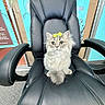 adorable, animal, background, black_leather_chair, bow, carpet, cat, curious, cute, feline, fluffy_cat, furniture, gray_cat, green_bow, indoor, indoor_lighting, office_chair, pet, sitting, wide_eyes