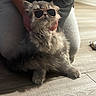 animal, casual_clothing, cat, cool, cute, domestic_animal, feline, floor, fluffy, gray_cat, hand, holding, home, indoor, mammal, person, pet, portrait, sitting, sunglasses