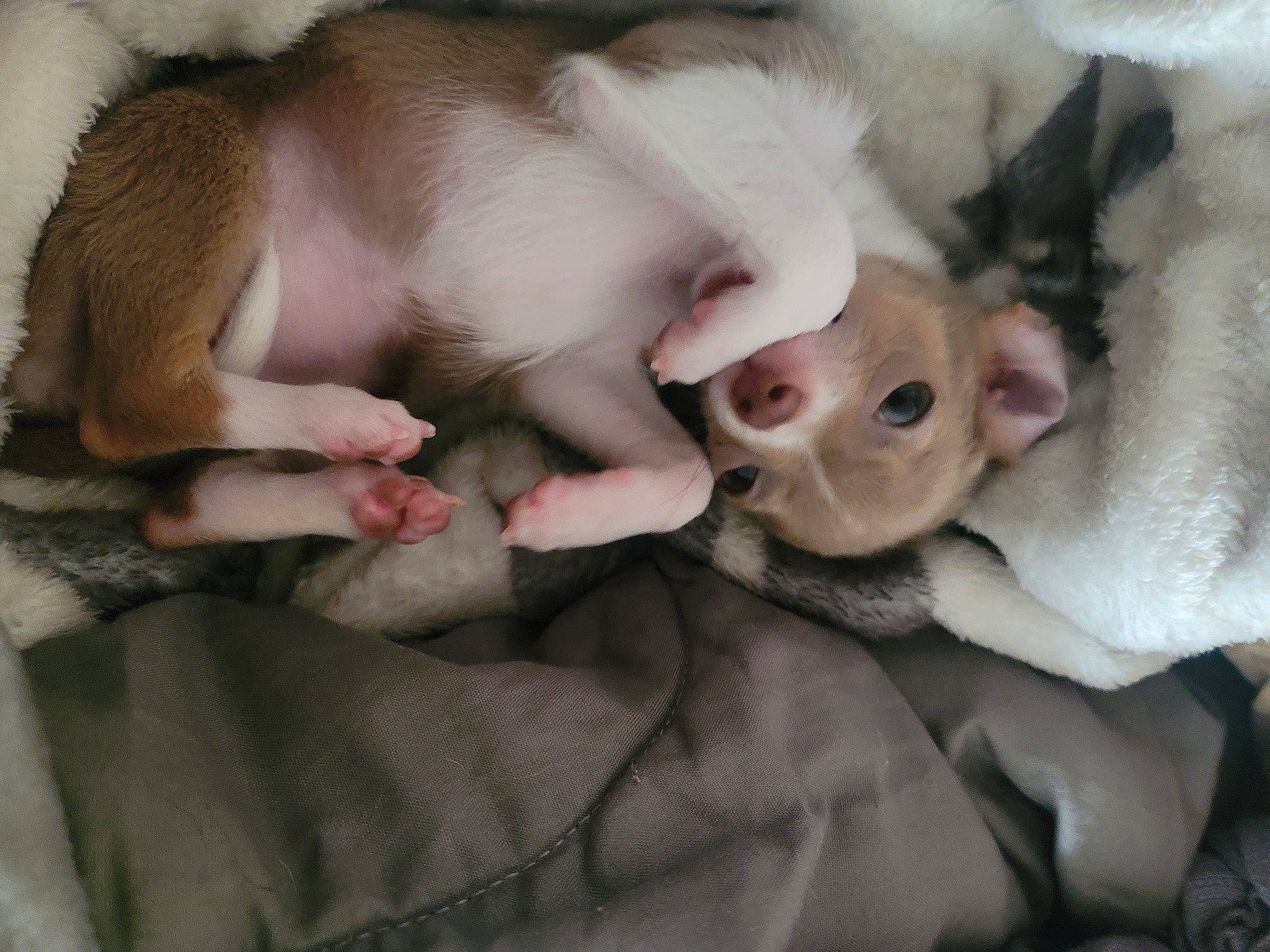 Stormie is registered to the contest to win money with this photo: canidae, carnivore, comfort, companion_dog, dog, dog_breed, ear, fawn, fur, linens, nap, non_sporting_group, paw, snout, sporting_group, whiskers