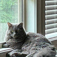 Cinder joined the competition — help win amazing prizes! animal, cat, curious, daylight, feline, fluffy_cat, fur, glass_table, gray_cat, home_interior, indoor, paw, pet, relaxed, resting, table, tail, whiskers, window, window_blinds