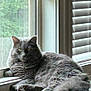 animal, cat, curious, daylight, feline, fluffy_cat, fur, glass_table, gray_cat, home_interior, indoor, paw, pet, relaxed, resting, table, tail, whiskers, window, window_blinds