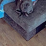 Mayweather is registered to the contest to win money with this photo: dog, french_bulldog, couch, person, hand, blue_pants, butterfly_pattern, wooden_floor, indoor, pet, animal, relaxing, furniture, black_dog, casual, home, comfort, resting, legs, texture