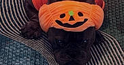 Mayweather is registered to the contest to win money with this photo: dog, costume, halloween, orange, black_dog, pet, indoor, floor, rug, headband, holiday, cute, animal, lying_down, decor, celebration, fun, festive, clothing, portrait