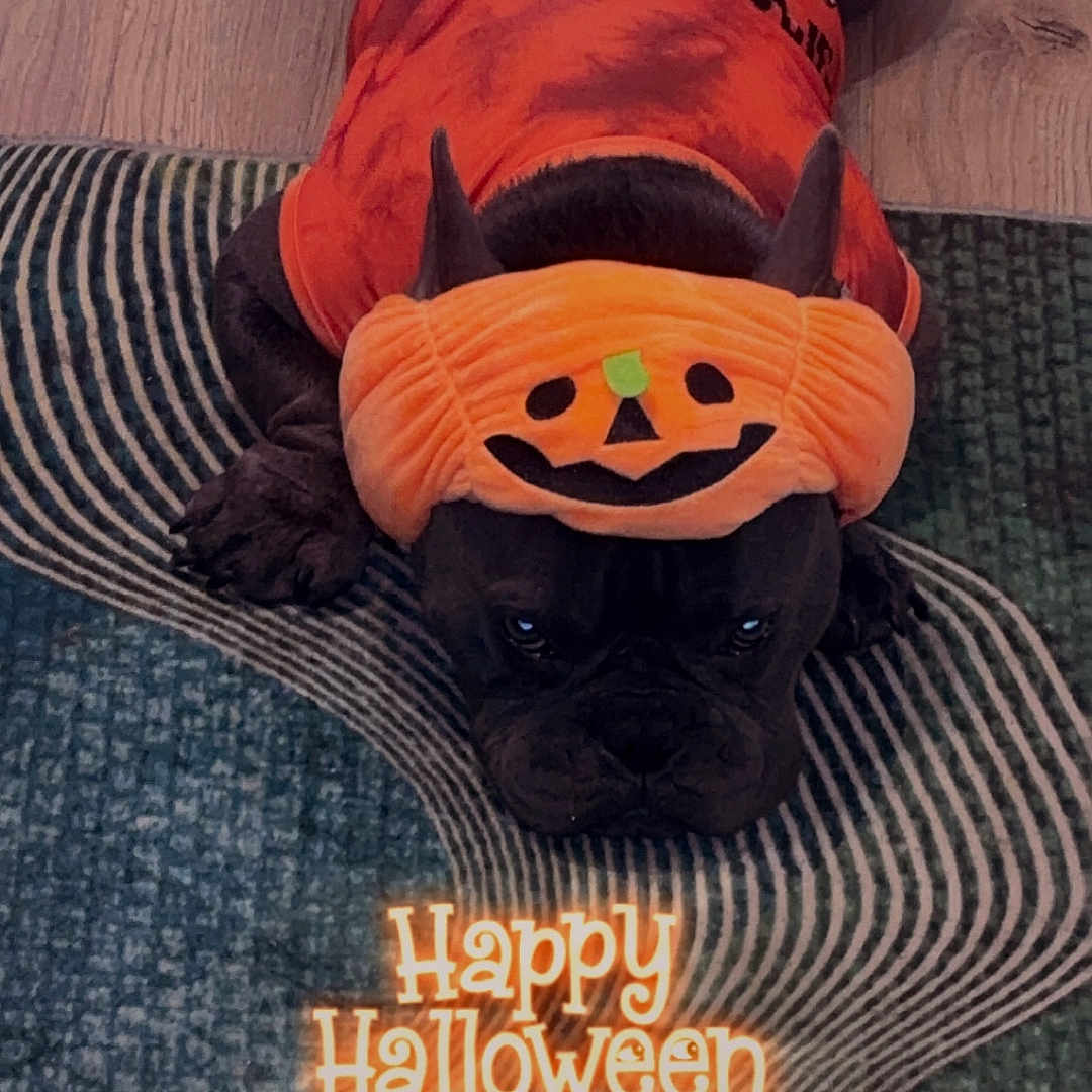 Mayweather is registered to the contest to win money with this photo: dog, costume, halloween, orange, black_dog, pet, indoor, floor, rug, headband, holiday, cute, animal, lying_down, decor, celebration, fun, festive, clothing, portrait